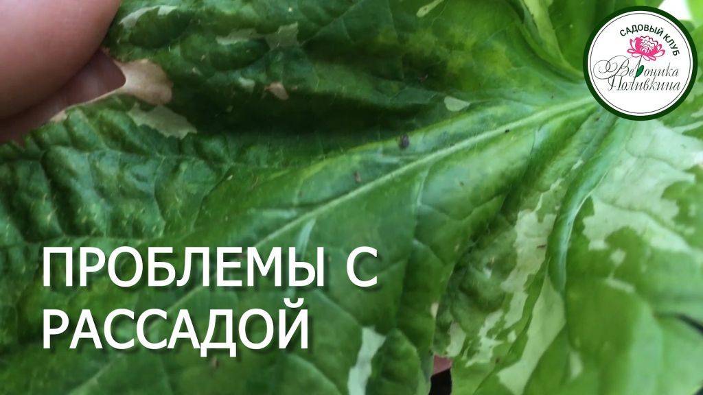 ОСНОВНЫЕ ПРОБЛЕМЫ РАССАДЫ