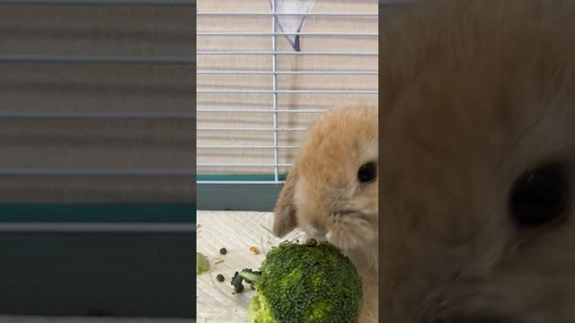 Кролик 🐰 Пип ест 🥣 брокколи 🥦