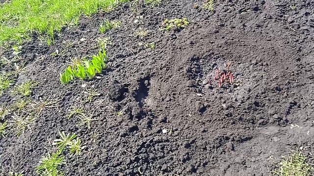 14.4.25г.  Весенний  Уход за ПИОНАМИ!!!  ПЕРЕСАДКА на Другое МЕСТО!!!