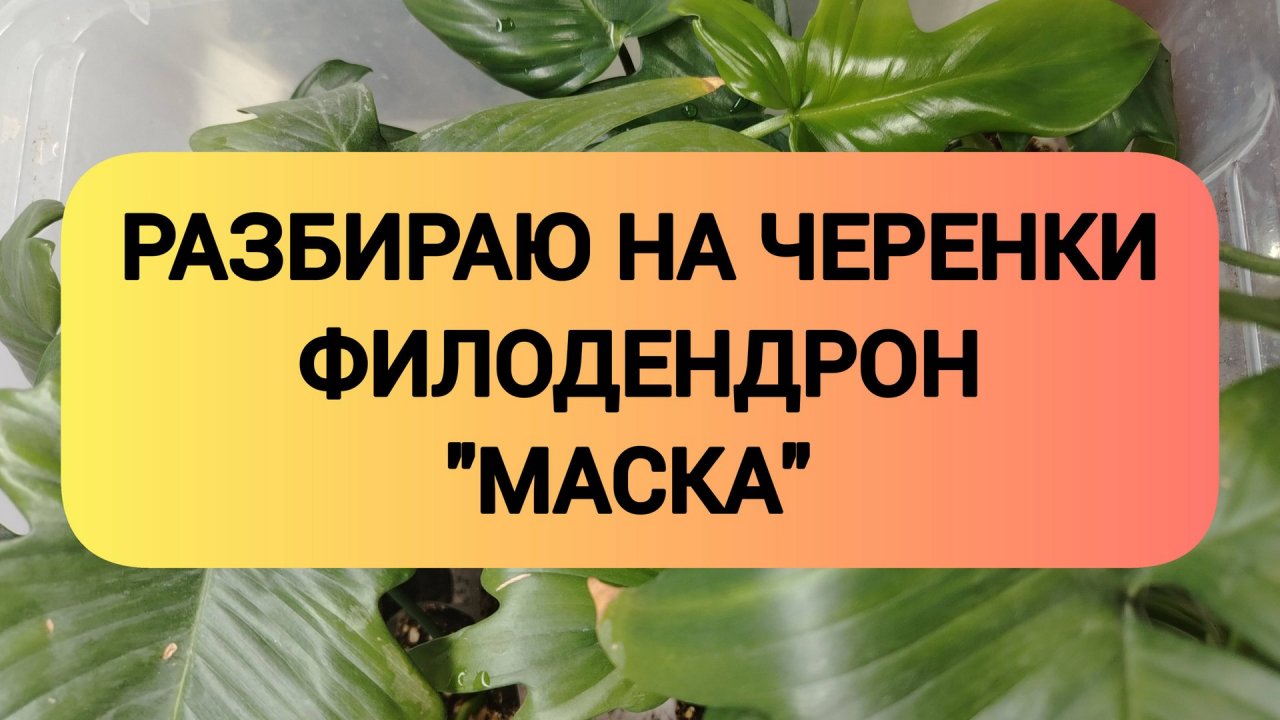РАЗБИРАЮ НА ЧЕРЕНКИ ФИЛОДЕНДРОН МАСКА