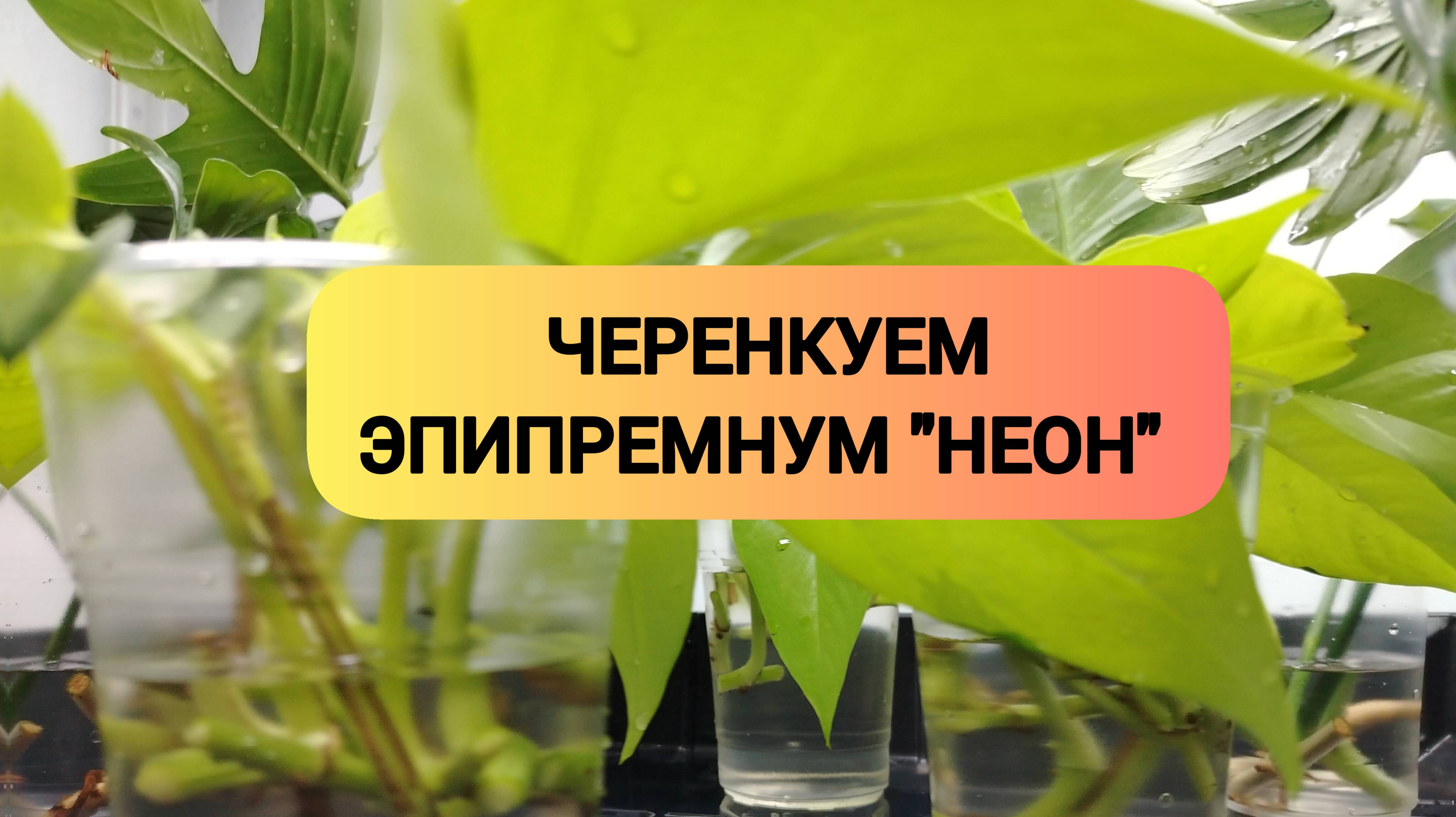 ЧЕРЕНКУЕМ ЭПИПРЕМНУМ НЕОН