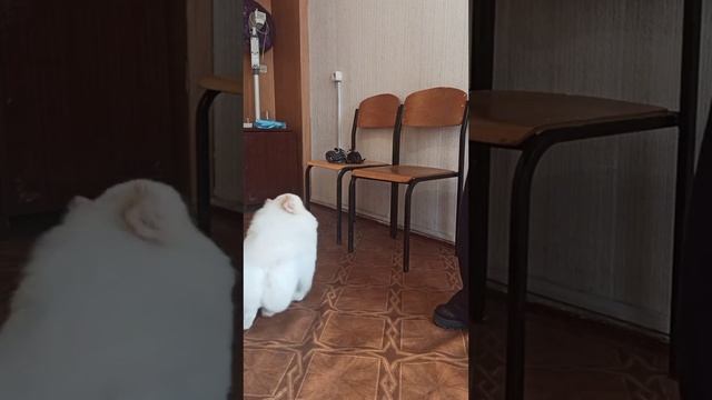 Шпиц Барни привёл шерсть в порядок! Зоосалон Eteluin г.Краснодон.