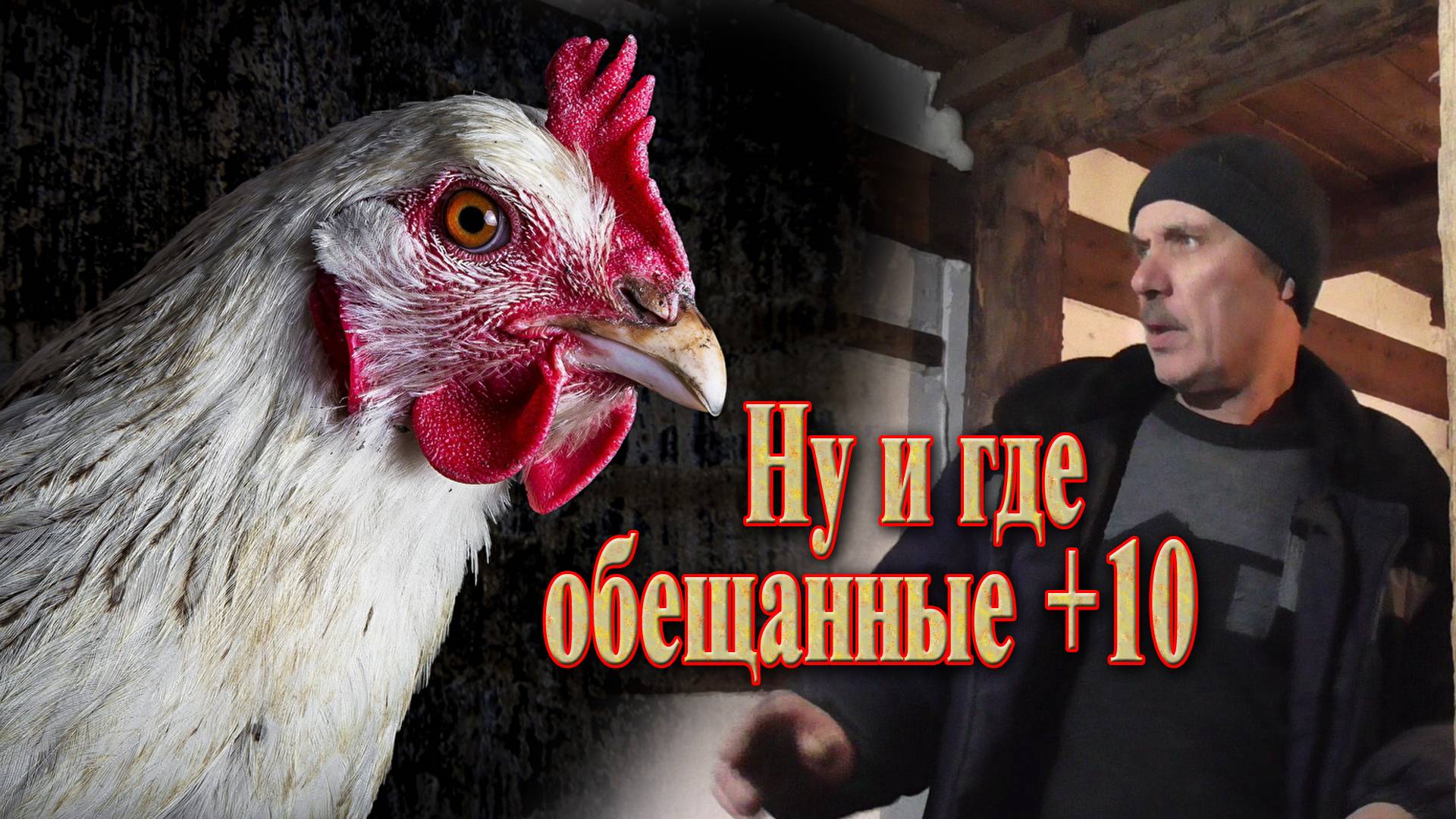 Утепление курятника // Не очень успешное начало