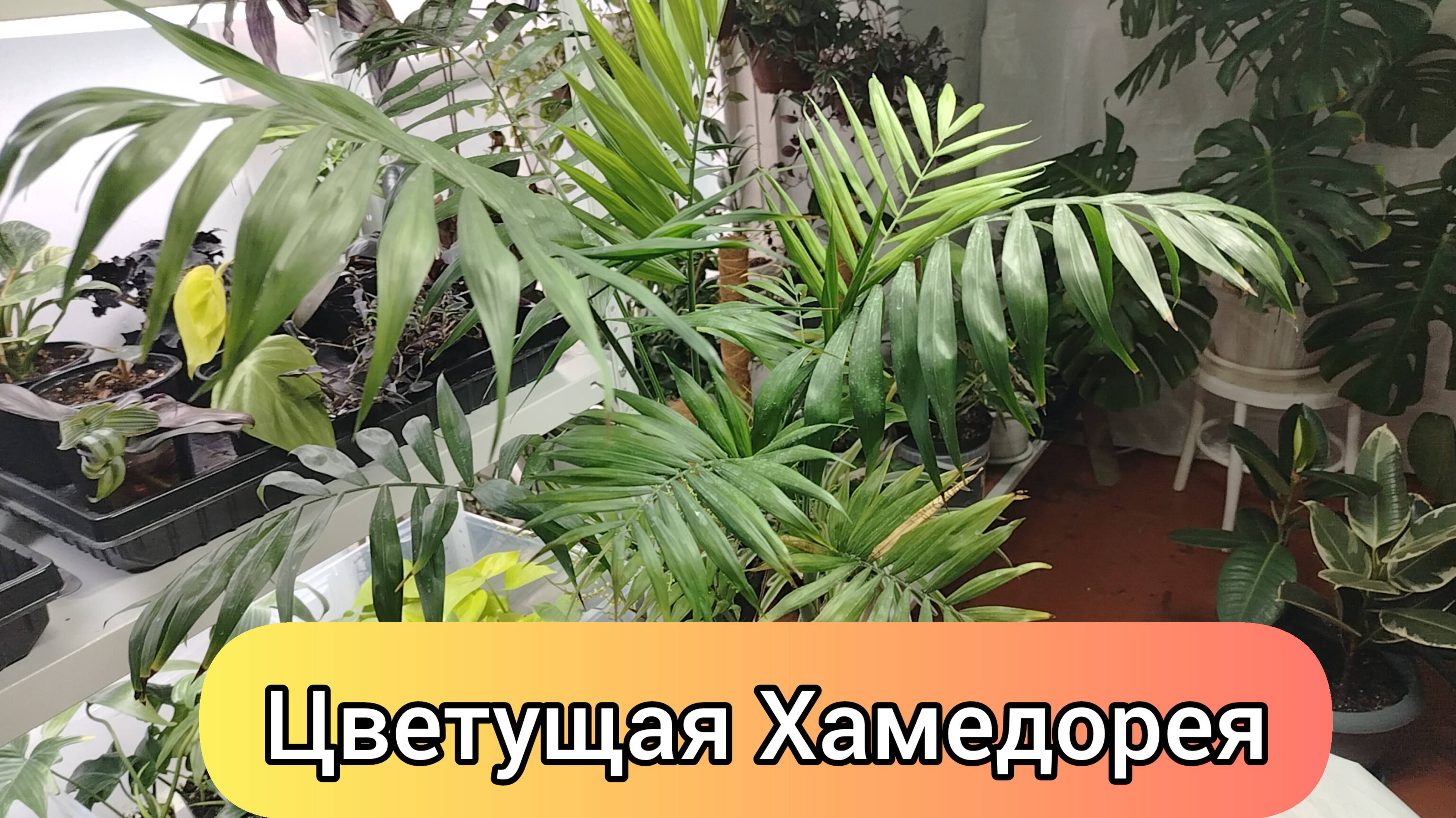 ЦВЕТУЩАЯ ХАМЕДОРЕЯ
