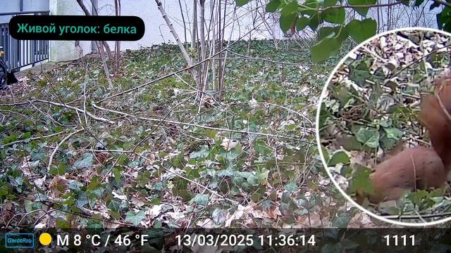 Путешествие в мир белок: где они обитают?