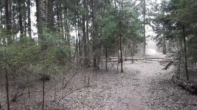 Гуляем в лесу......