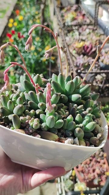 Пахифитум компактум было/стало