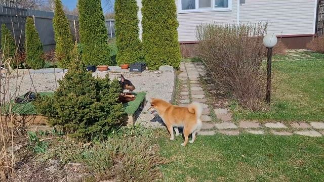 #35 Обзор беседки. Ломать, не строить. Опять птичка в витрине