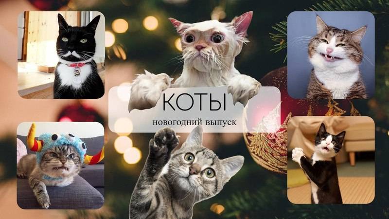 Смешные видео с котиками Подборка видео