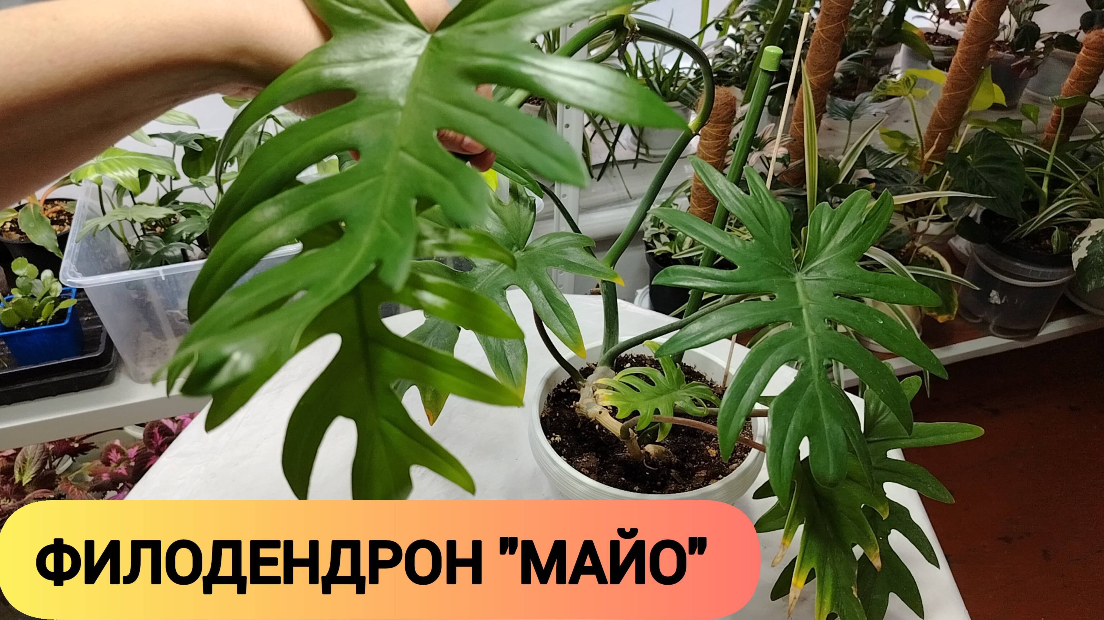 ФИЛОДЕНДРОН МАЙО