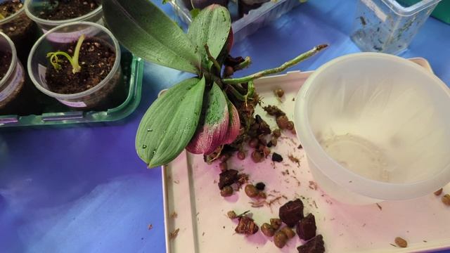 пересадка Орхидеи АУ-024(сеянец)20-04-2025