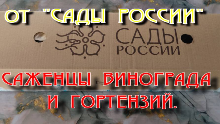 Саженцы винограда от магазина "Сады России" и гортензия древовидная.