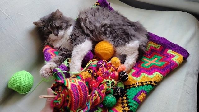 КОЛУМБИЙСКАЯ МОЧИЛА