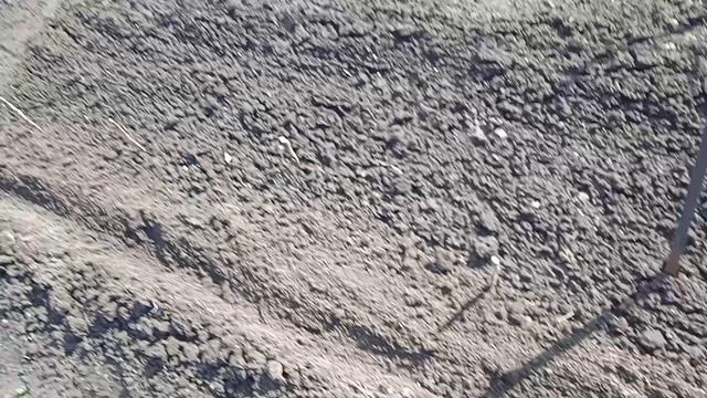 14.4.25г. Сею Шикарную Зелень Лук БАТУН сорта ТОТЕМ!!!