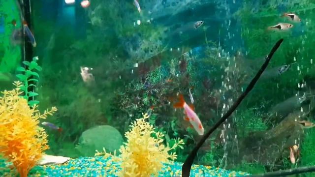 Краснодарский океанариум