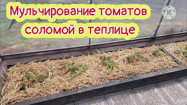 Мульчирование томатов в теплице соломой. Почему я это делаю!