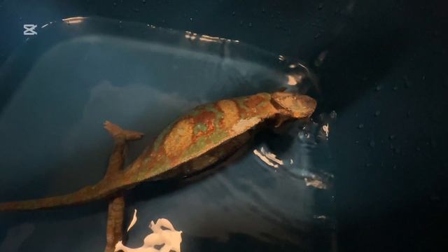 Купание хамелеона как вынужденная мера