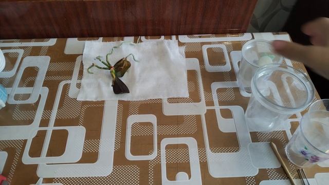 Проблемная орхидея 😔