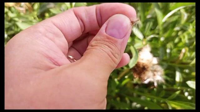 Собираю семена гацании