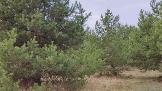 «Гулять на природе — значит быть свидетелем тысячи чудес»