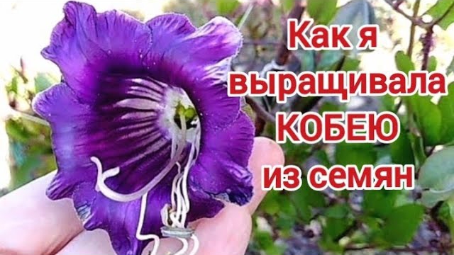 Кобея. Трудно ли ее вырастить