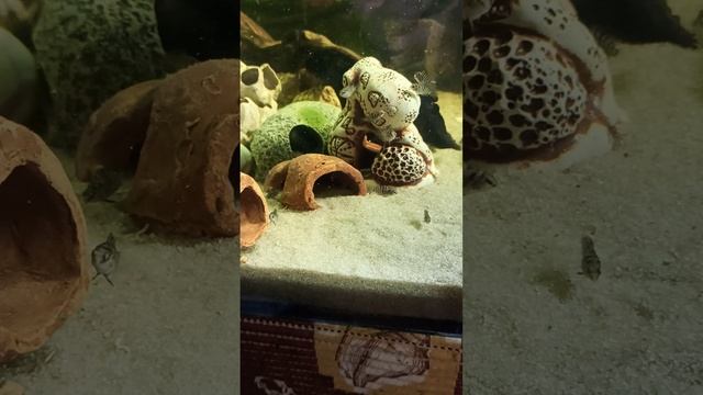 #гибриды_зебры_и_попугая 21/04/25 #цихлиды_мальки