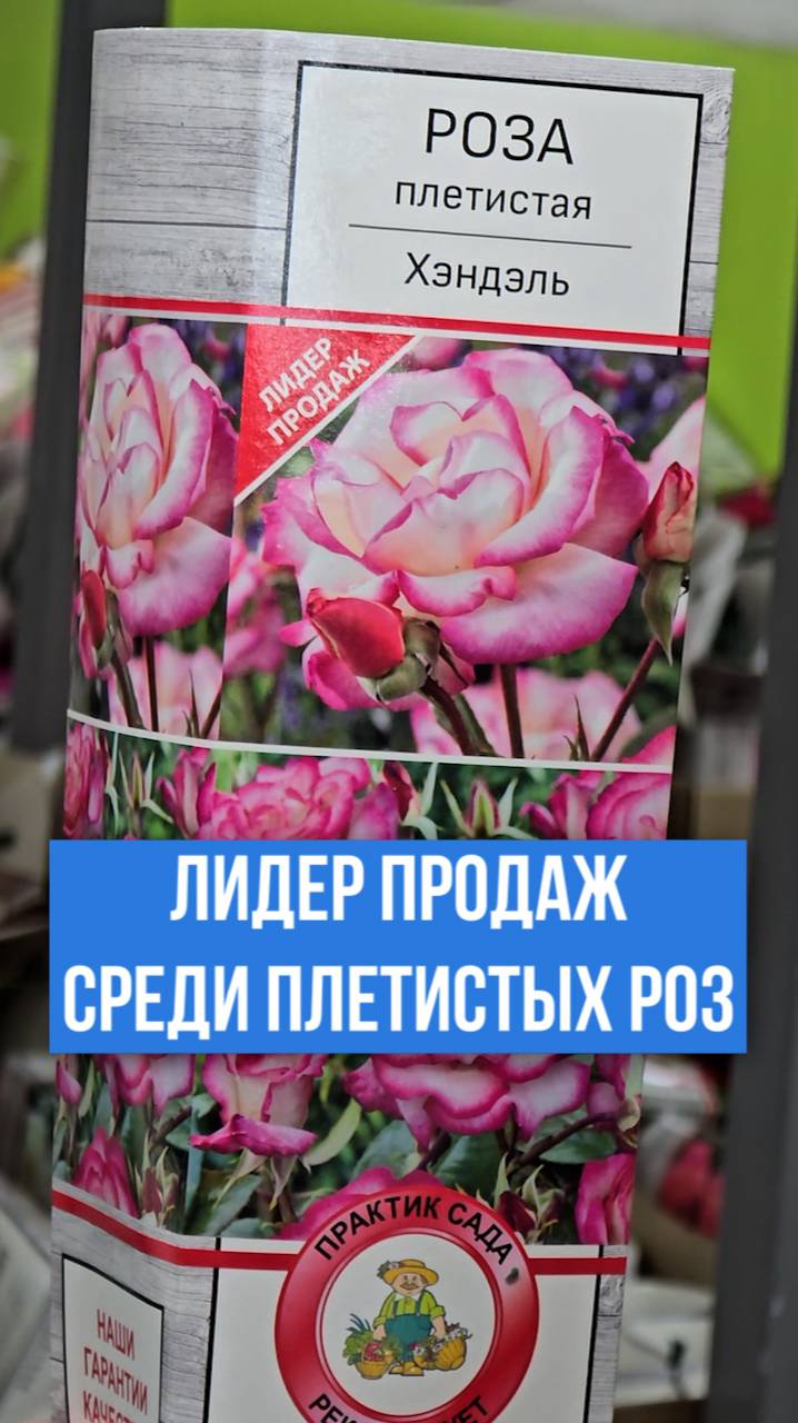 Эта роза - ЛИДЕР среди плетистых роз!