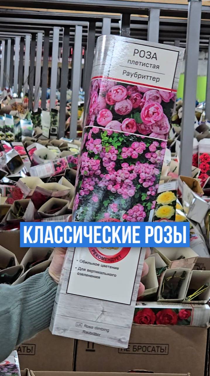 Эти два сорта роз - КЛАССИКА в мире роз!