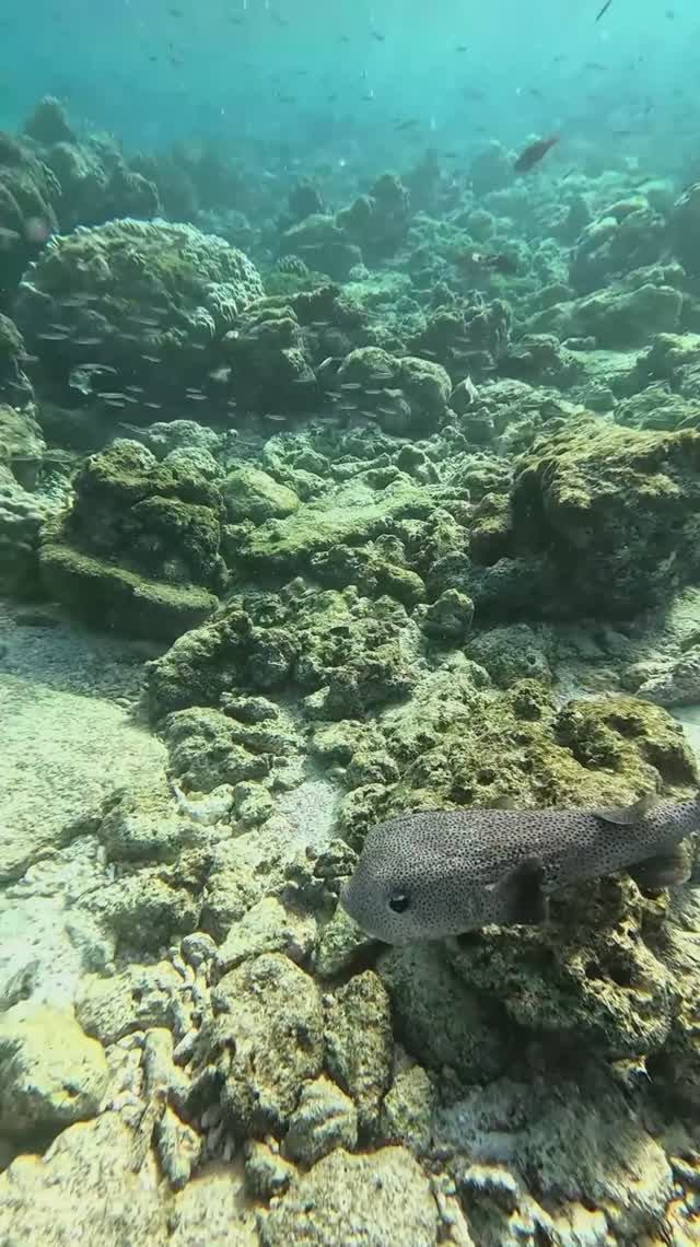 Рыба-ёж в посках друзей
