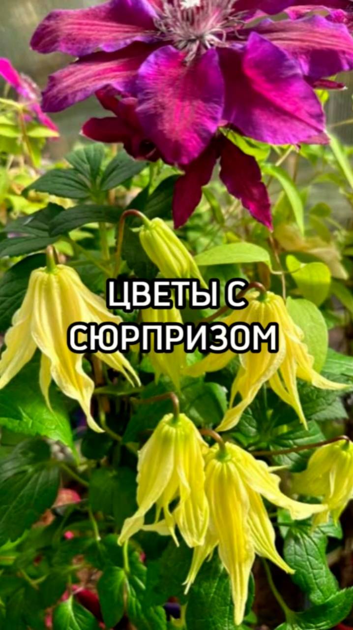 Неприхотливые сорта клематисов!