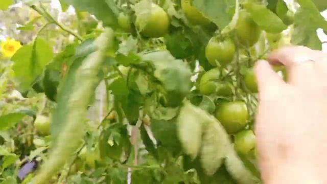 Обзор томатов Де барао розовый