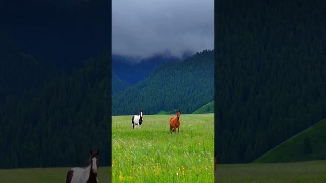 79 Spears - ..видеозалипалка