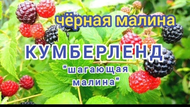 Плюсы и минусы черной малины.