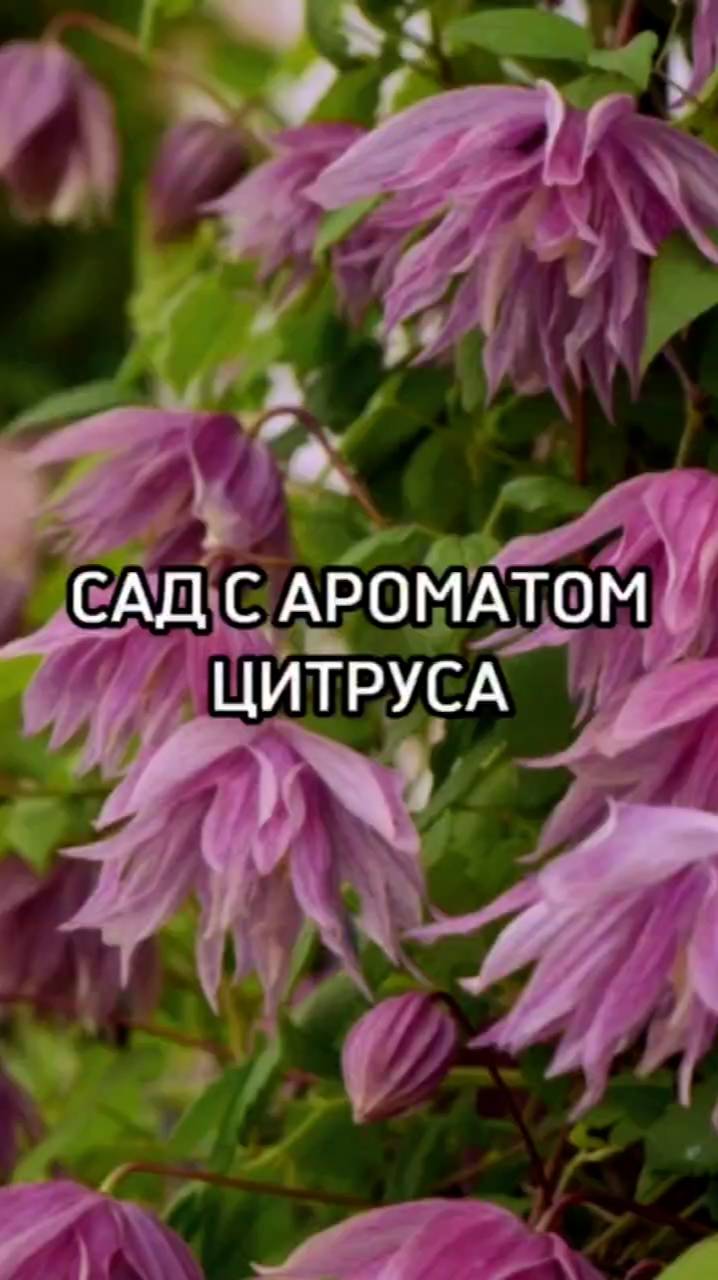 Почему этот клематис такой НЕОБЫЧНЫЙ?