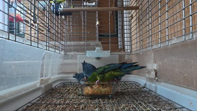 Кашу мы тоже обожаем!