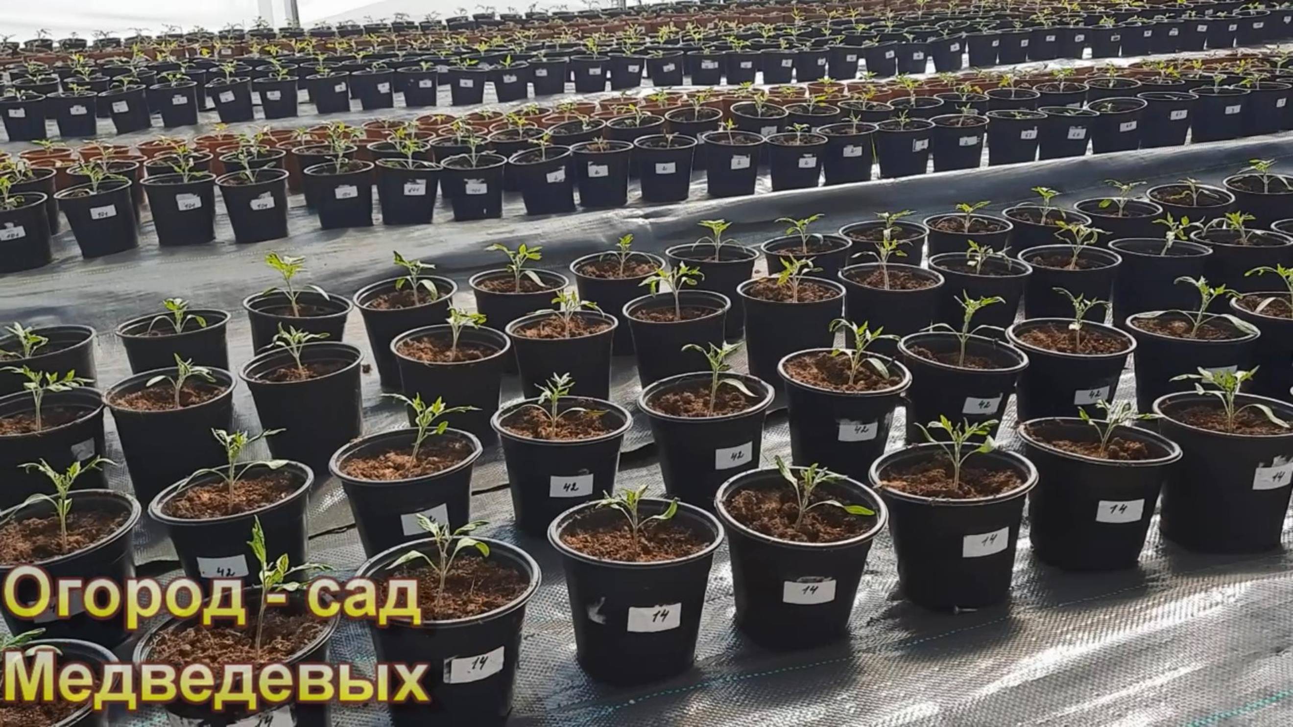 Обзор распикированной рассады