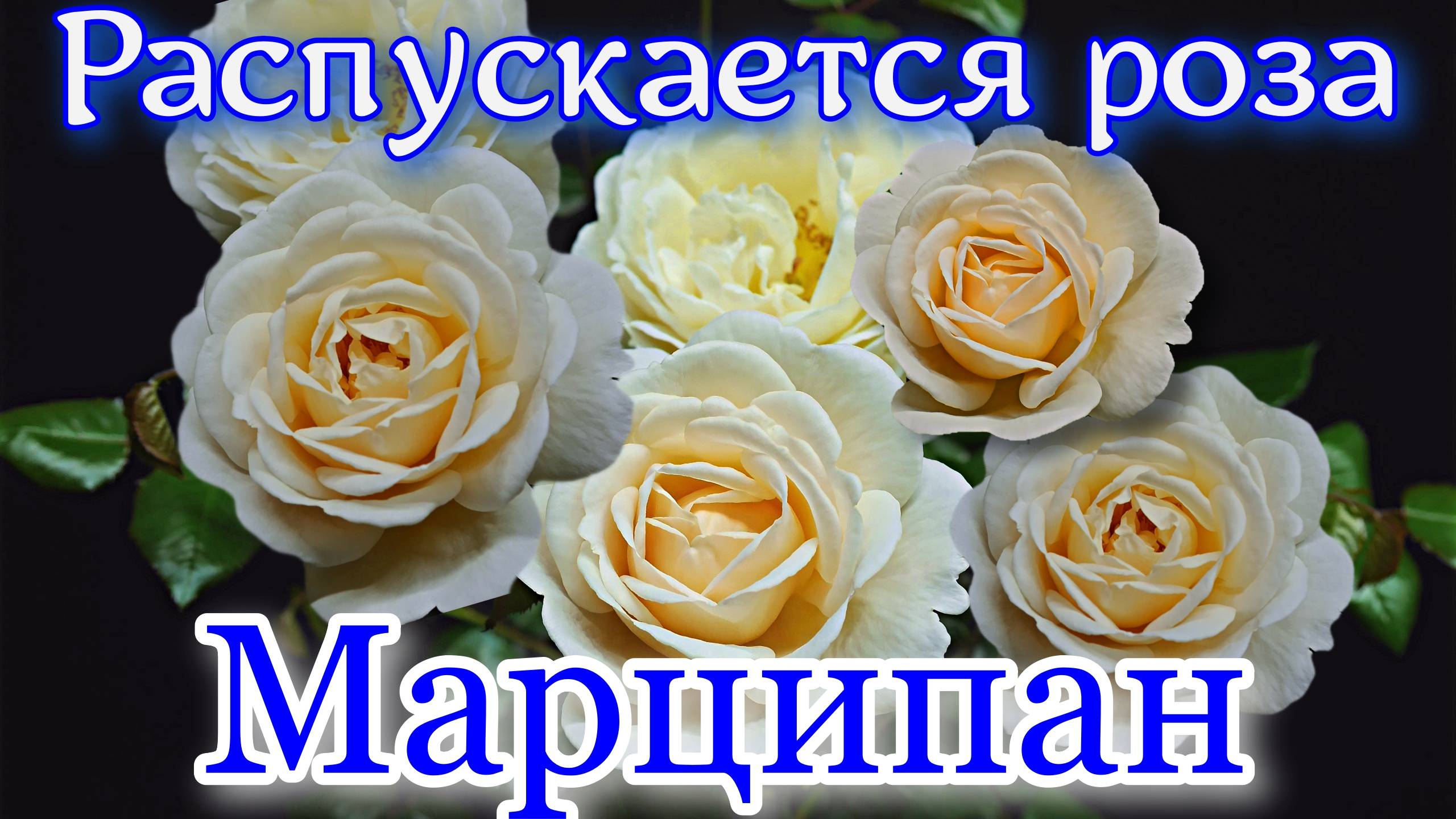 Как распускается роза Марципан - Marzipan (W. Kordes' Söhne 2024)