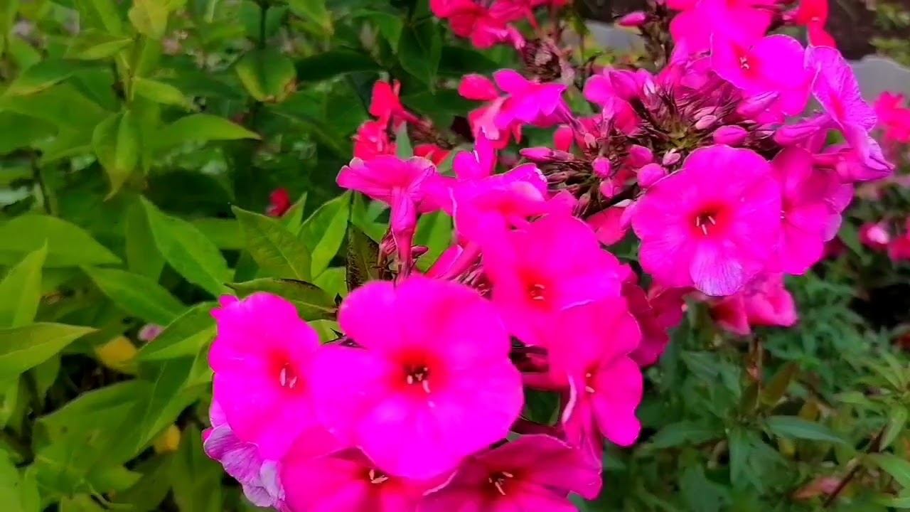 Красивое лето.