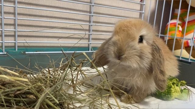 Кролик 🐇 Пип