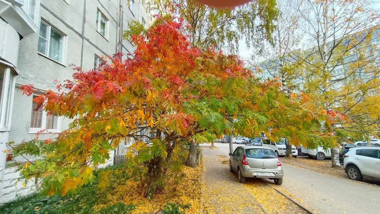 "Быстротечность времени“ рябина у дома Съёмка начата Олегом 28 августа и закончена 2 ноября 2024 г.