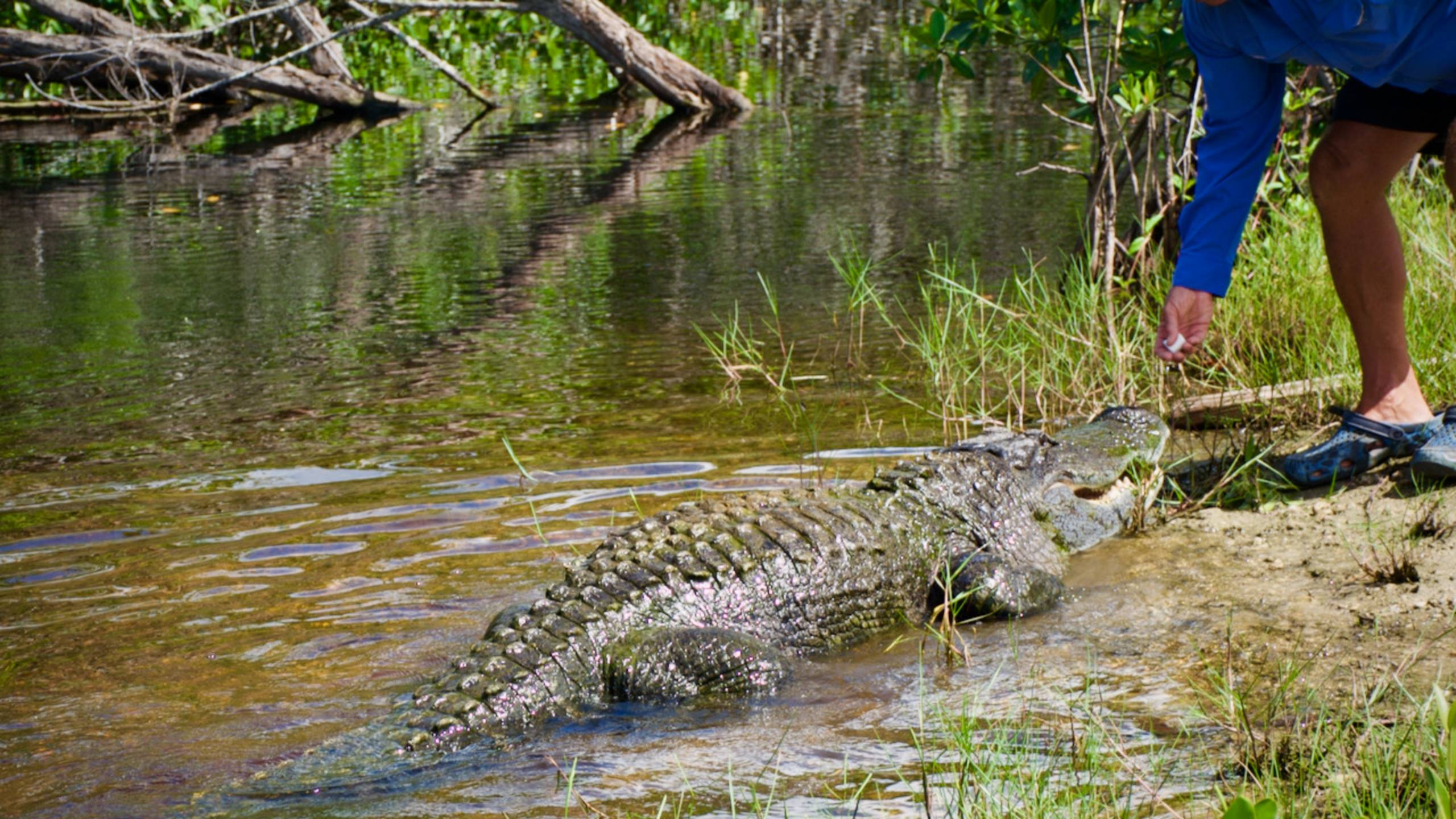 Сладкоежками могут быть даже крокодилы