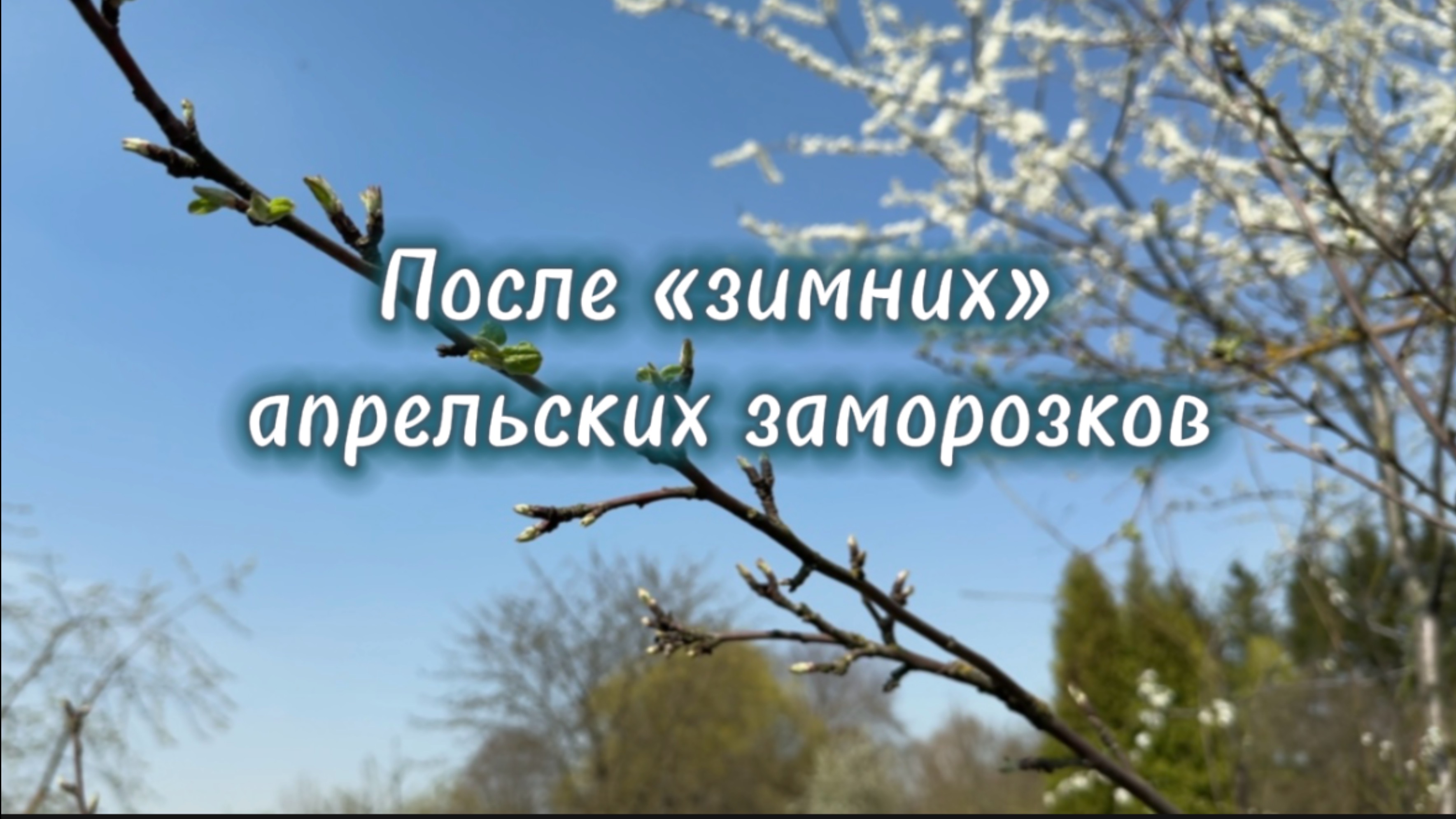 Сад в апреле, дел много времени мало