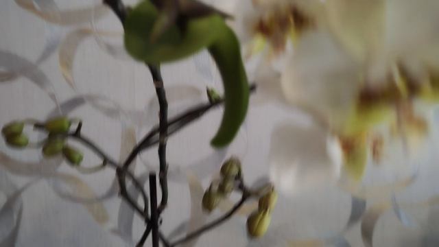 Стюартиана Пико Чип 💞