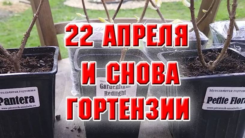 22 апреля. И снова гортензии