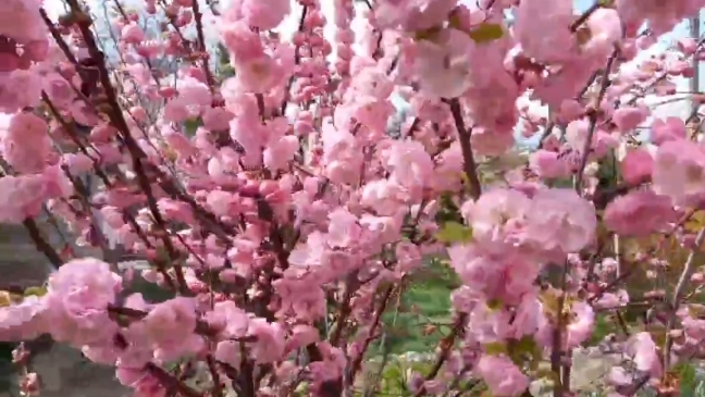 22-04-2025 МИНДАЛЬ ЦВЕТЕТ