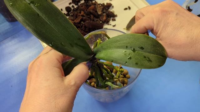 Орхидея Victoria s Lace пересадка.