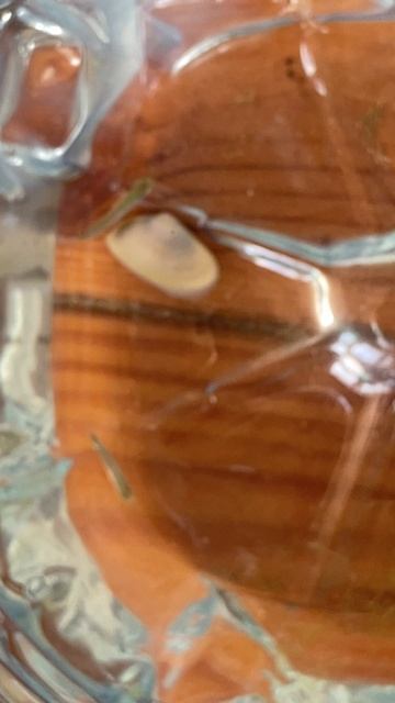 Маленькие рыбки и моллюск из Чёрного моря, Благовещенская - 05.09.2024