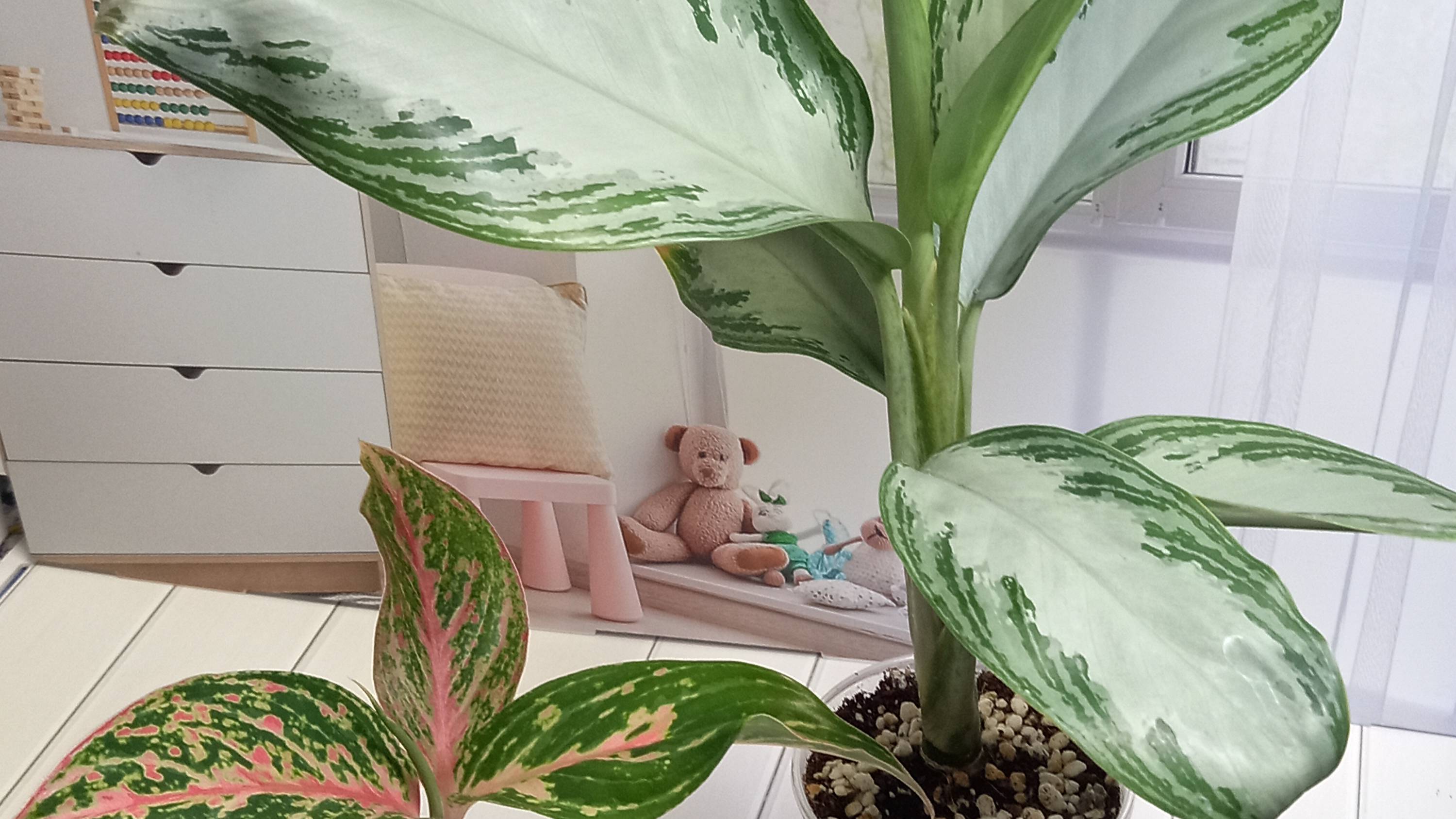 Обзор двух коллекций моих растений. мои новенькие🌼🌷🌻