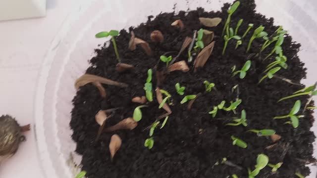 Как просто собрать и сохранить семена цветов. Всхожесть отличная! Много лет только так поступаю