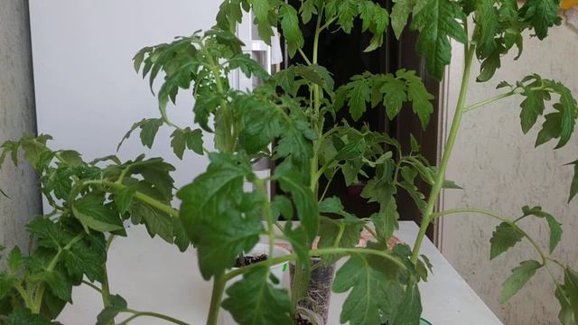 Что делать, если рассада вытянулась или переросла?